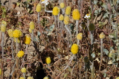 Angianthus tomentosus