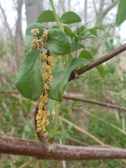 Sambucus cerulea