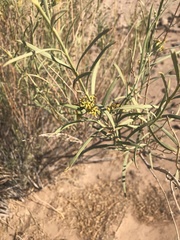 Ectadium virgatum