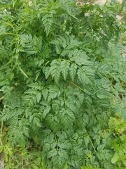 Conium maculatum