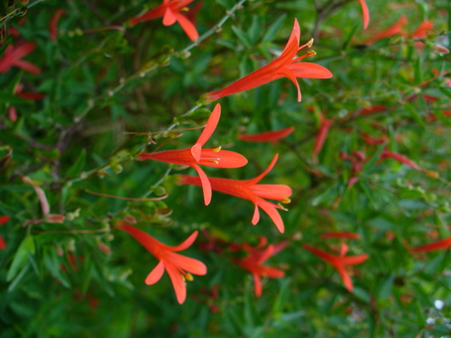 Flame acanthus (Native Landscape for Birds - San Antonio Area ...