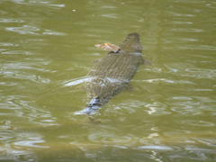 Atractosteus spatula