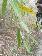 Salix laevigata