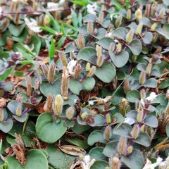 Andrographis serpyllifolia