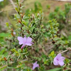Barleria buxifolia