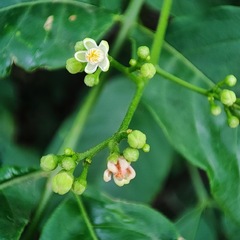 Cipadessa baccifera