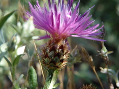 Centaurea limbata