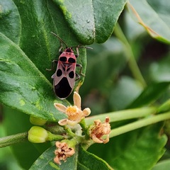 Tropidothorax maculatus