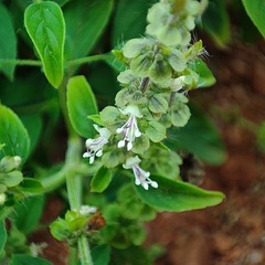 Ocimum americanum
