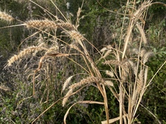 Cenchrus pedicellatus