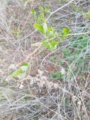 Salix lasiolepis