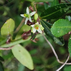 Zanthoxylum asiaticum