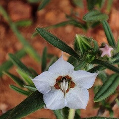 Trichodesma zeylanicum