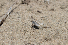 Acrosathe annulata