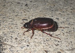 Phyllophaga rugosa