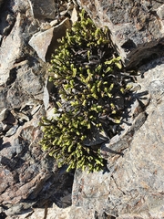 Veronica tetrasticha