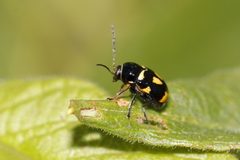 Cryptocephalus anticus