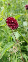 Sanguisorba officinalis