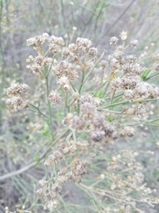 Baccharis salicina