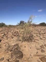 Ectadium virgatum