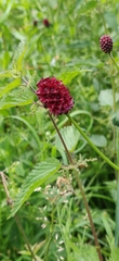 Sanguisorba officinalis