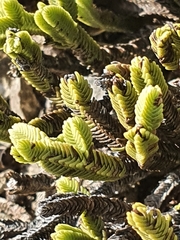 Veronica tetrasticha