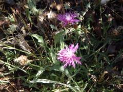 Centaurea limbata