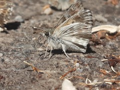 Muschampia baeticus