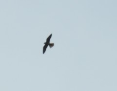 Falco subbuteo