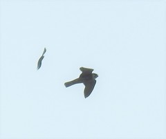 Falco subbuteo