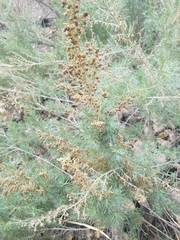 Artemisia californica