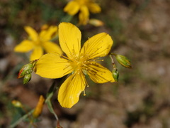 Hypericum linariifolium