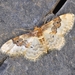 Idaea rusticata - Photo (c) praposo, algunos derechos reservados (CC BY-NC), subido por praposo