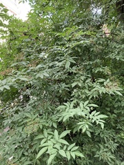 Sambucus nigra