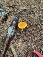 Amanita erythrocephala