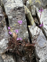 Sarcochilus ceciliae