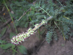 Acaena pinnatifida californica