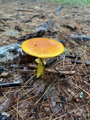Amanita erythrocephala