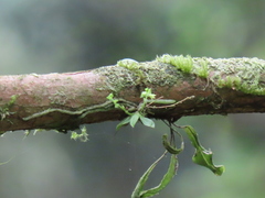 Taeniophyllum compacta