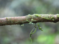 Taeniophyllum compacta