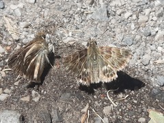 Muschampia baeticus