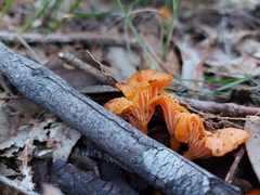 Cantharellus concinnus