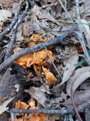 Cantharellus concinnus