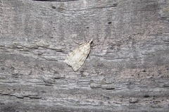 Scoparia subfusca