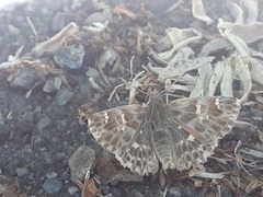 Muschampia baeticus
