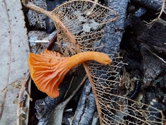 Cantharellus concinnus