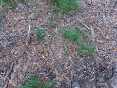 Cantharellus concinnus