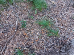 Cantharellus concinnus