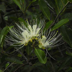 Capparis grandiflora