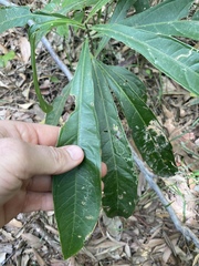 Passifloraceae